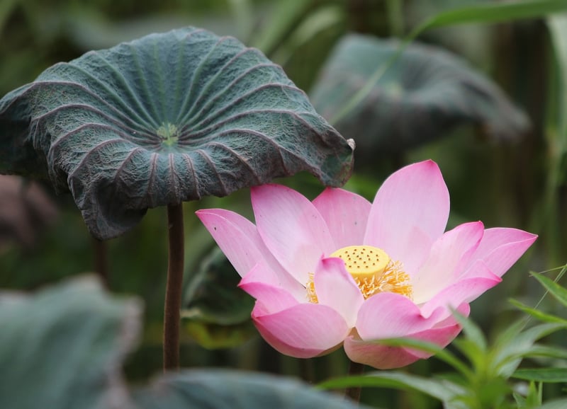 Lotus Flower Image